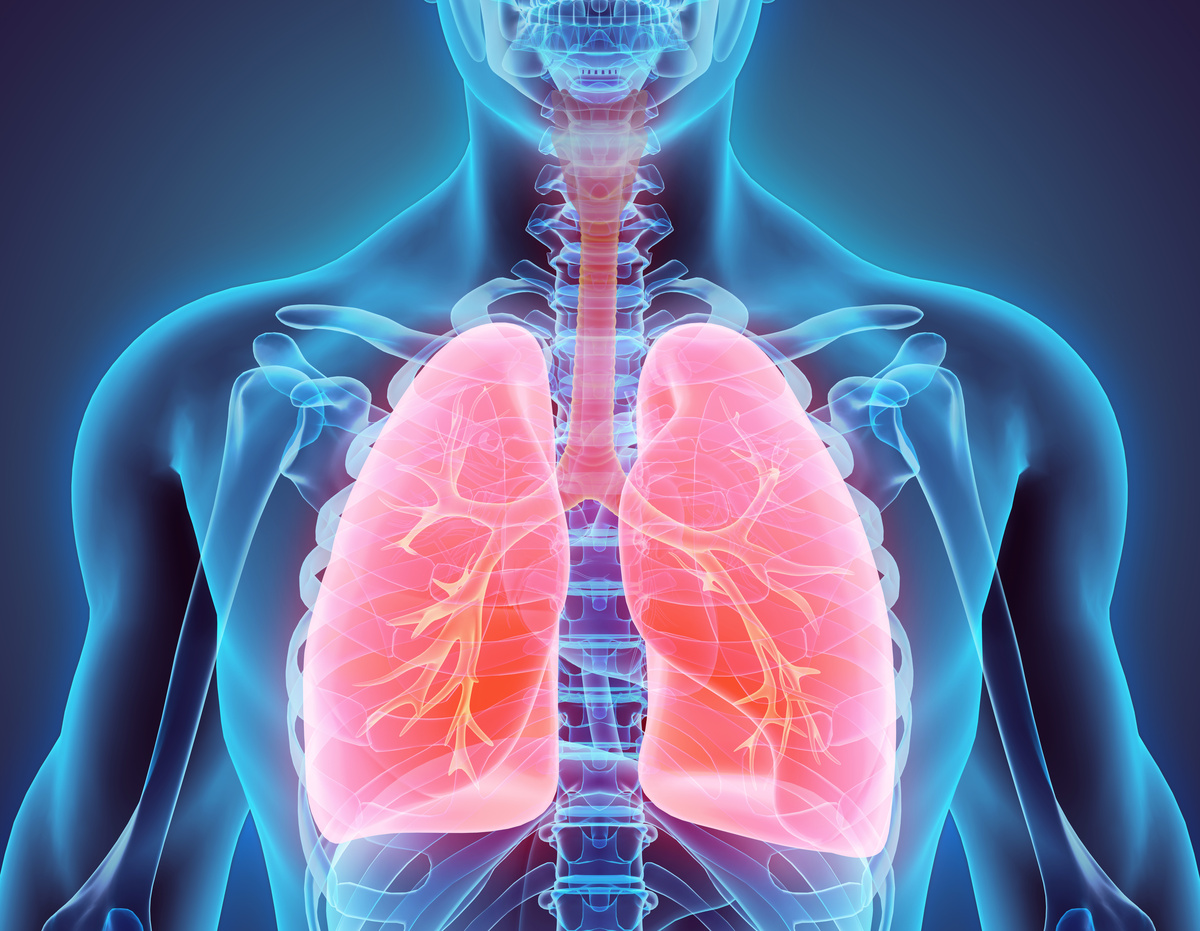 3D illustration of Lungs, medical concept